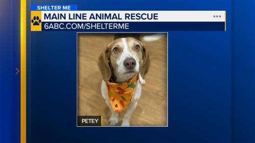 Shelter Me: Meet Petey from Main Line Animal Rescue!