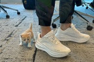 De maullidos en el auto a un nuevo miembro peludo: La historia de Sailor