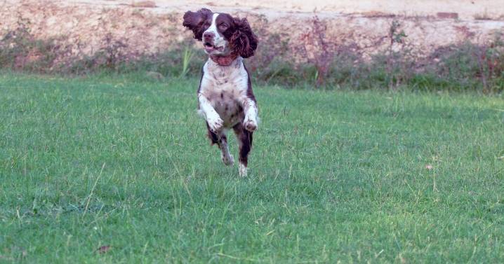 Dog owner's warning after puppy dies following walk in the park