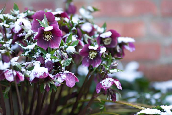 5 Perennials That Can Survive a Frost and Still Bloom Beautifully in Winter