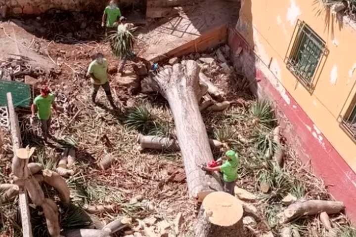 Polémica por la tala de un drago en La Laguna: “No protegen nuestro patrimonio natural”