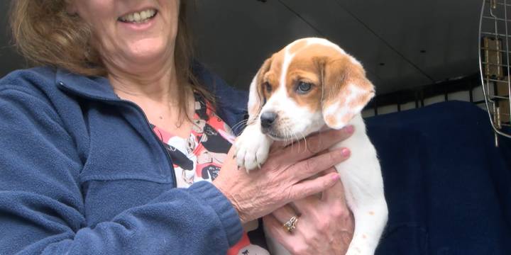 ‘Every one of them gets a great new chance’ | 17 dogs driven from Louisiana to Knoxville to meet new owners