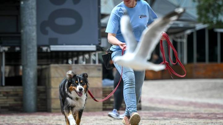 Melbourne seagulls: Dogs to patrol Federation Square to deter birds