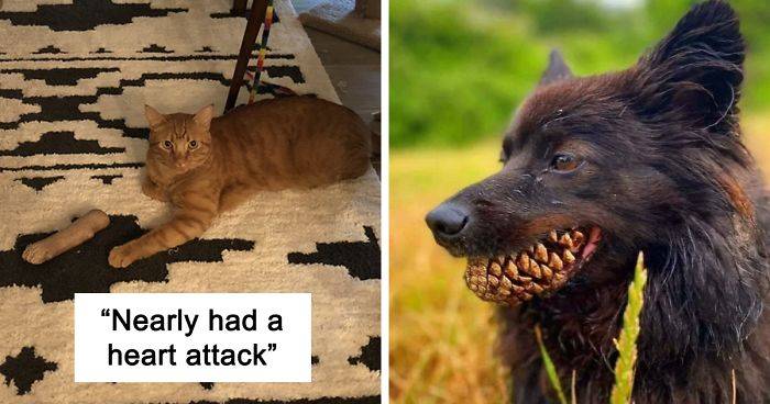 19 Times Pets Unintentionally Sent Their Owners Into Panic Mode