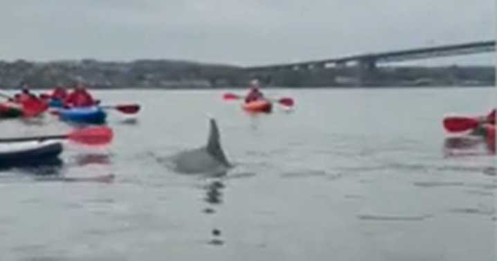 Edinburgh kayakers gobsmacked as curious dolphin joins group in 'epic surprise'
