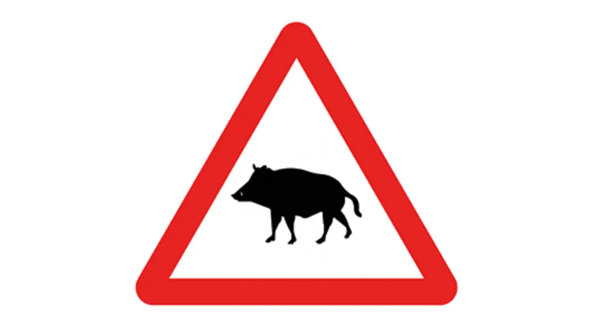 Jabalís en la autovía