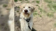 Nebraska Dog Returned 4 Times For His "Good Looks" Is Looking For A Family Who Gets Him