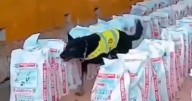 Sniffer dogs help uncover 14 tons of cocaine at Colombia port, marking biggest bust in a decade