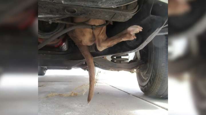 Arizona Woman Crawls Under Her Chevy And Discovers A Heart