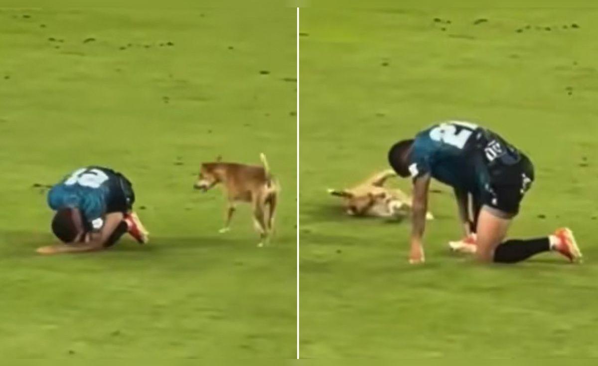 Perrito imita caída de jugador en pleno partido de fútbol y usuarios bromean: "¿Neymar, eres tú?"