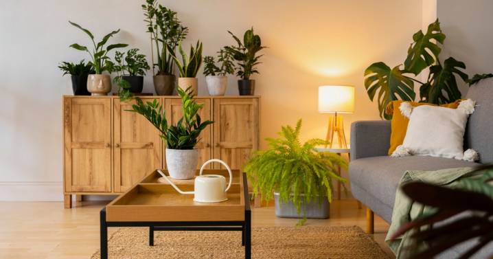 Cómo revivir una planta marchita: trucos que realmente funcionan