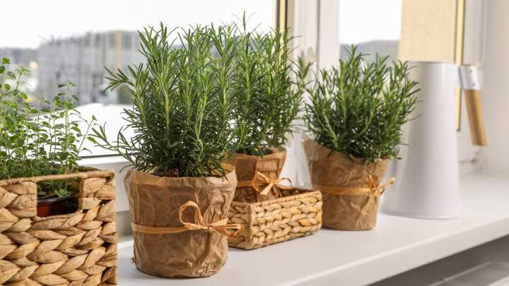 Keep Indoor Rosemary Plants Alive By Fixing These Common Growing Problems