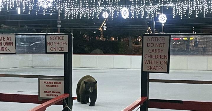 Lake Tahoe skating rink gets visit from unusual local