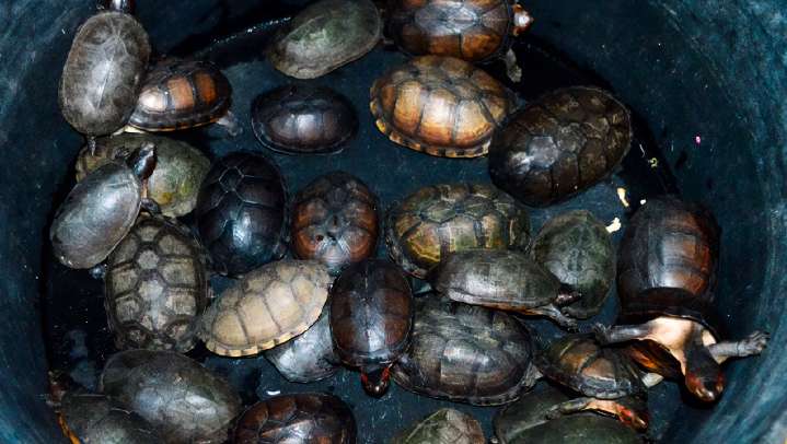 Frustran tráfico ilegal de 774 tortugas en Tijuana
