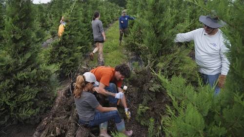 Christmas tree prices: What experts are saying