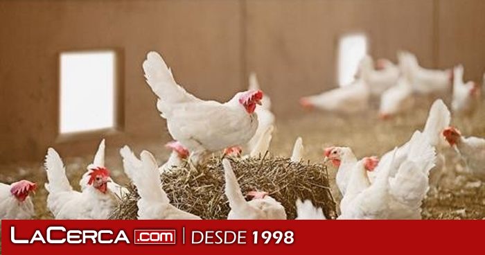El Ministerio de Agricultura, Pesca y Alimentación amplía el confinamiento de aves de cría a todas las granjas de España