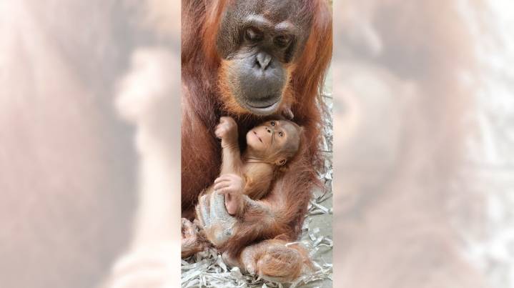 See the first baby orangutan born at LA Zoo in nearly 15 years
