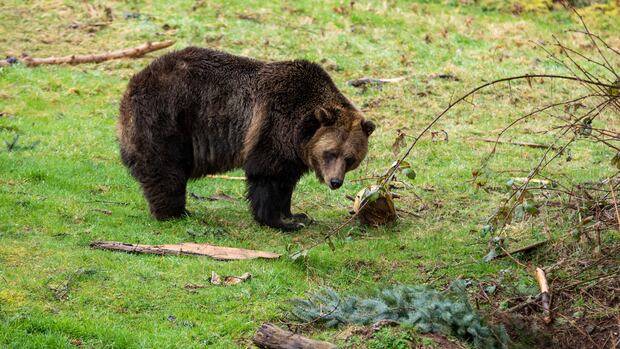 2 more grizzlies captured in Bella Coola, to be assessed after attack on B.C. schoolchildren