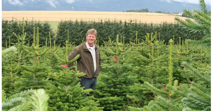 Vodka tree giving away free Christmas trees with Waitrose and Booths