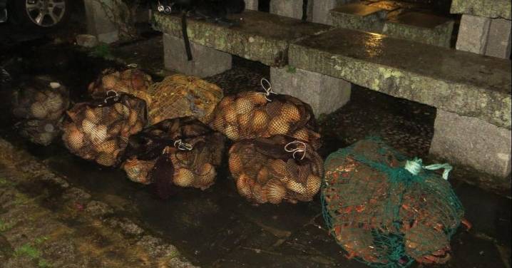 Incautados 175 kilos de vieiras y 25 de centollas en Mugardos