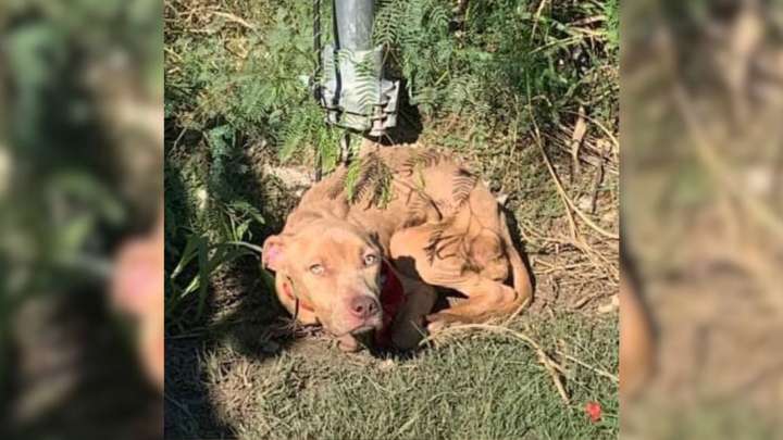 Texas Dog Found Tied To A Pole In The Middle Of Nowhere Fights For Her Life