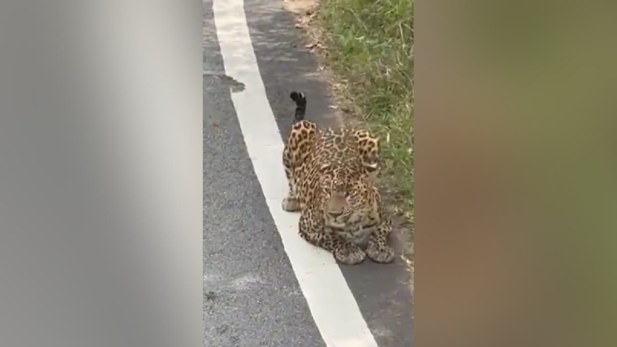 Caught On Camera: Leopard Injures Woman After Leaping At Her During Safari Ride In Bannerghatta