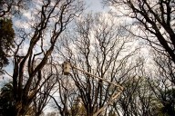 Realizarán tareas de mantenimiento del arbolado urbano en la Costanera