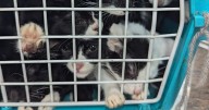 Hundreds of pets abandoned in Leicestershire this year, RSPCA reveals