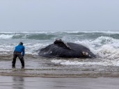 Humpback whale stranded on the Oregon Coast to be euthanized