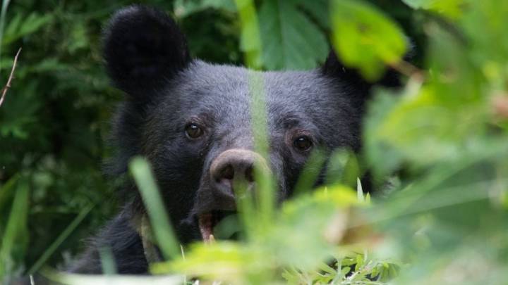 Mandan tropas al norte de Japón para atrapar osos tras oleada récord de ataques y muertes