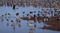 Sandhill cranes return to Arizona wetlands