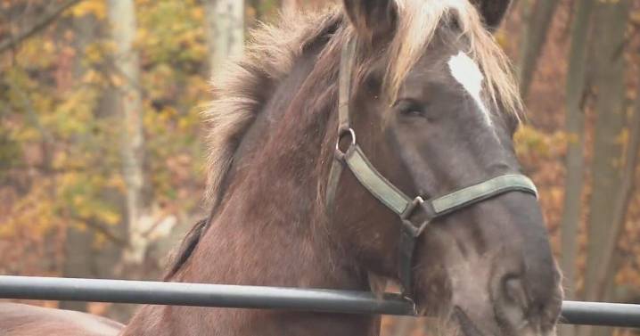 Beloved Pittsburgh police horse retires