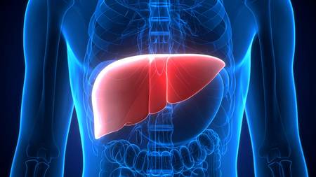 India a pioneer in living donor liver transplantation