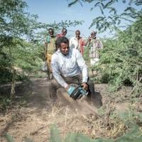 Ethiopia's invasive prosopis tree chokes livelihoods and land