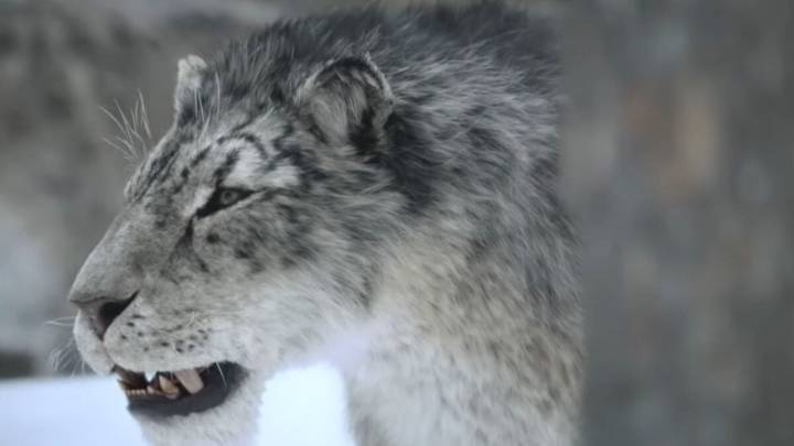 Official Trailer for 'Prehistoric Planet: Ice Age' Promises Survival, Snow