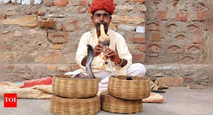 Do snakes really hear sounds like humans? Know the truth behind the ‘dancing cobra’ myth
