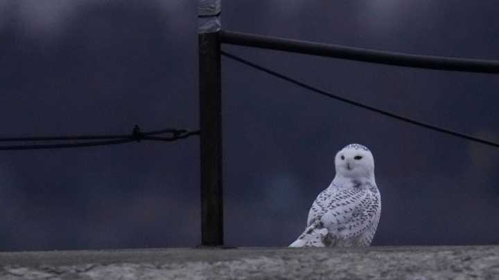 Pair Of Snowy Owls Spotted Along Lake Michigan Beach Draws Crowds In Chicago