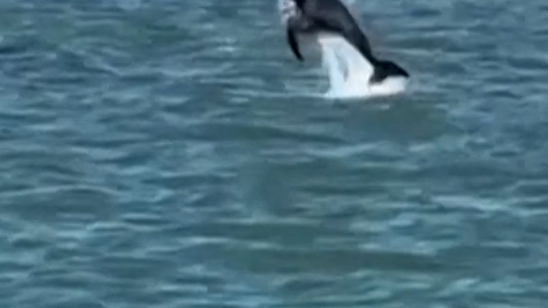 There’s a dolphin living in the Venice canals