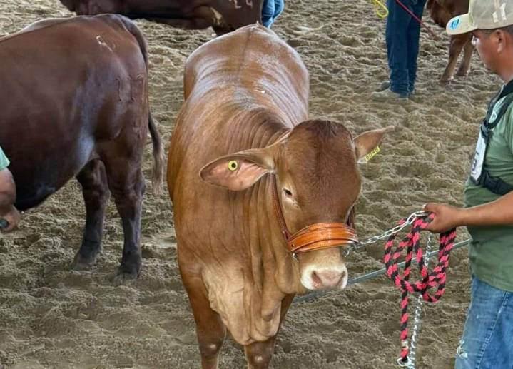 Minimiza Secretaría de Desarrollo rezago en exportación ganadera