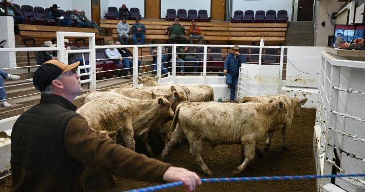 A morning at one of Montana’s busiest cattle auctions, in photos