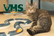 Meet Our VHS Pet of the Week