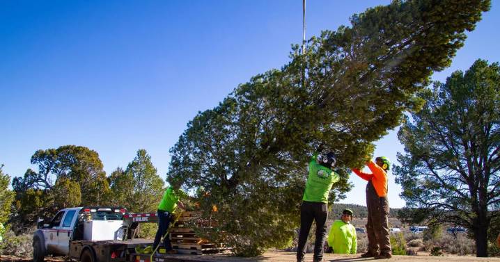 This year's Arizona state capitol Christmas tree is from Mohave County