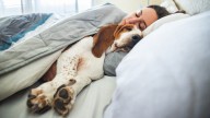 Las personas que duermen con sus mascotas en la cama tienen estas 7 características, según los psicólogos