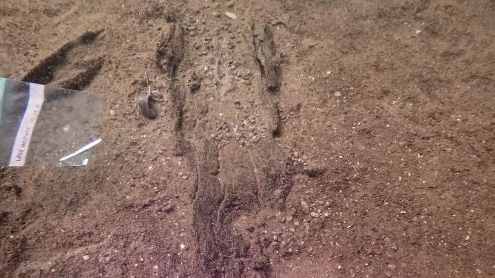 Wisconsin archaeologists identify 16 ancient canoes in a prehistoric lake 'parking lot'