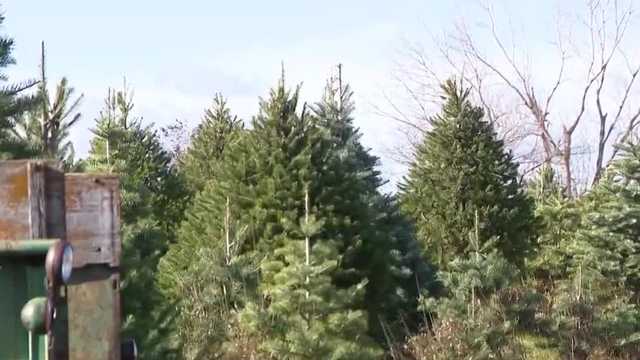 Omaha tree farm kicking off Christmas season