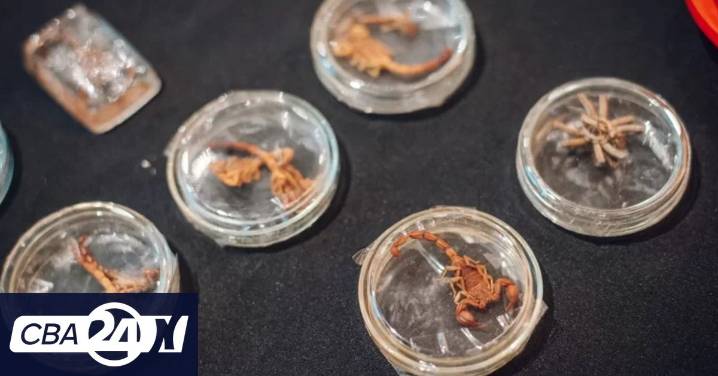 Animales ponzoñosos en Córdoba: cómo evitar accidentes y qué hacer si ocurren