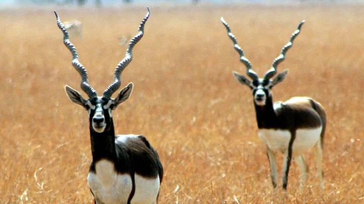 MP News: Ab Tak 664; Operation Blackbuck In Shajapur To Conclude Tomorrow; Government To Review It, South African Team To Return Home
