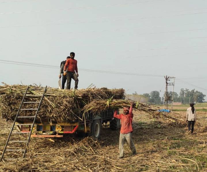 Explainer: Why Ambala sugarcane farmers are worried