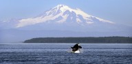 Southern resident orca calf missing, presumed dead: Center for Whale Research