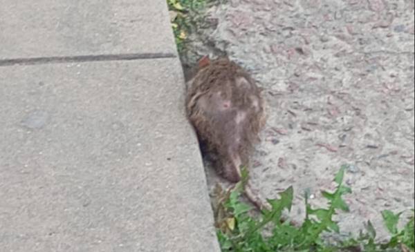 Invasión de ratas en una escuela de La Plata: “Una le saltó encima a una nena hoy”